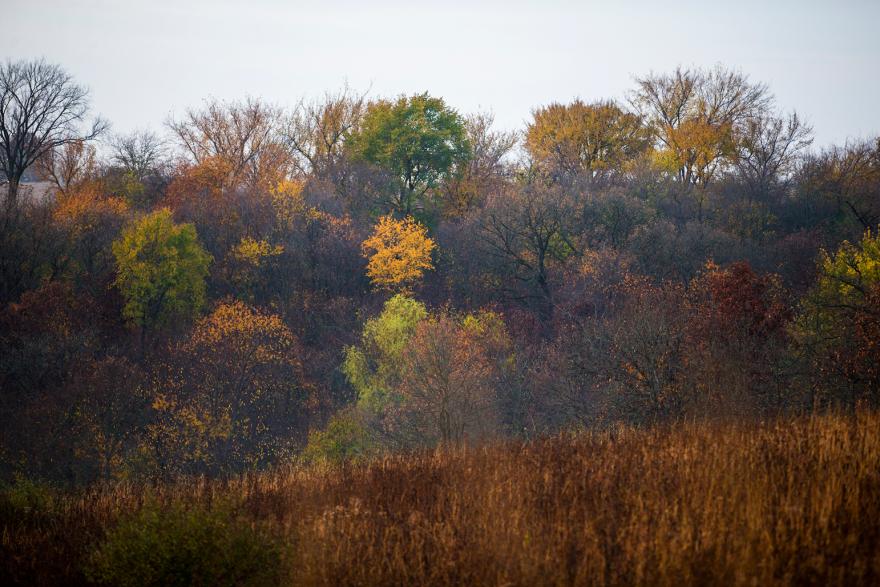Grinnell's Prairie Grinnell College